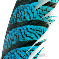 Lady Amherst Center Tail Feathers - Kingfisher Blue - Fly Tying