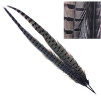 Dyed Ringneck Pheasant Tail - Dun