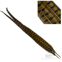 Dyed Ringneck Pheasant Tail - Olive