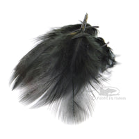 Premium Hungarian Partridge Feathes - Dyed Black - Fly Tying Materials