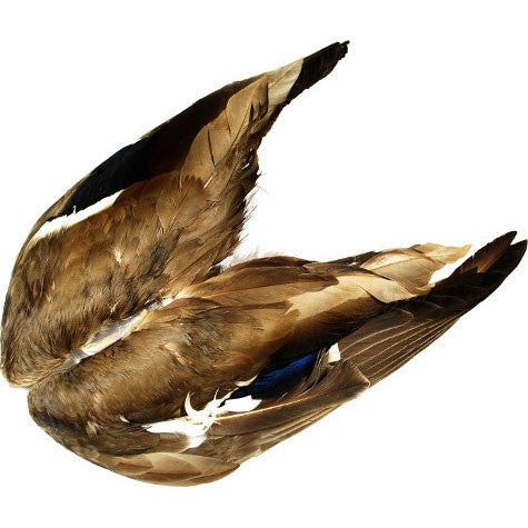 Mallard Whole Wings - Pacific Fly Fishers