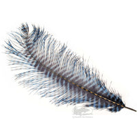MFC Ostrick Plumes - Barred - Blue With Black Barring - Fly Tying