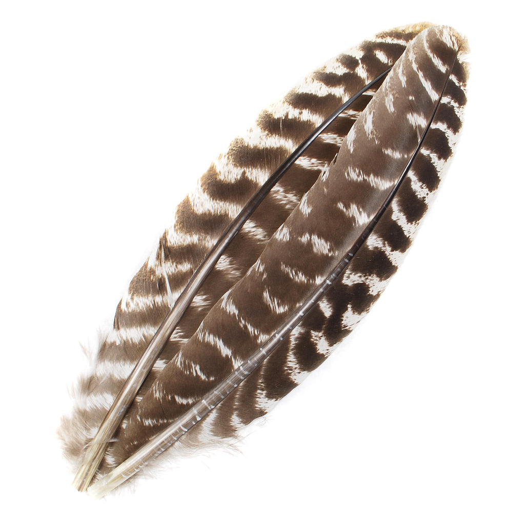 Select Ozark Barred Turkey Quills - Fly Tying Feathers