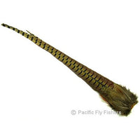 Ringneck Pheasant Complete Tail - Pacific Fly Fishers