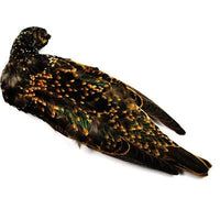 Starling Skins - Pacific Fly Fishers