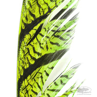 Lady Amherst Center Tail Feather - Chartreuse - Fly Tying