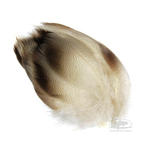 Bronze Mallard Feathers - 24 Select - Fly Tying Materials