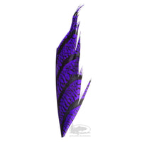 Lady Amherst Pheasant Tail - Purple