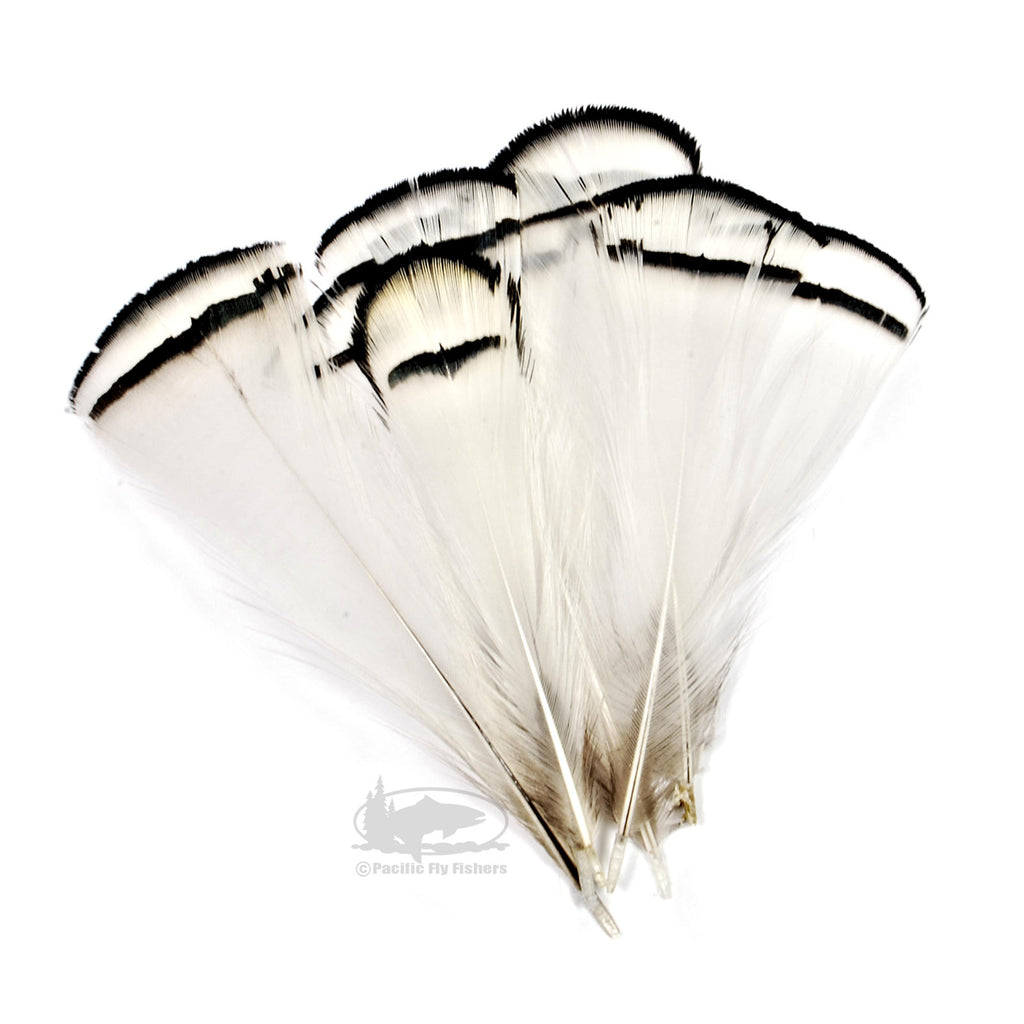 Wapsi Ringneck Pheasant Tail Feathers – Sea-Run Fly & Tackle