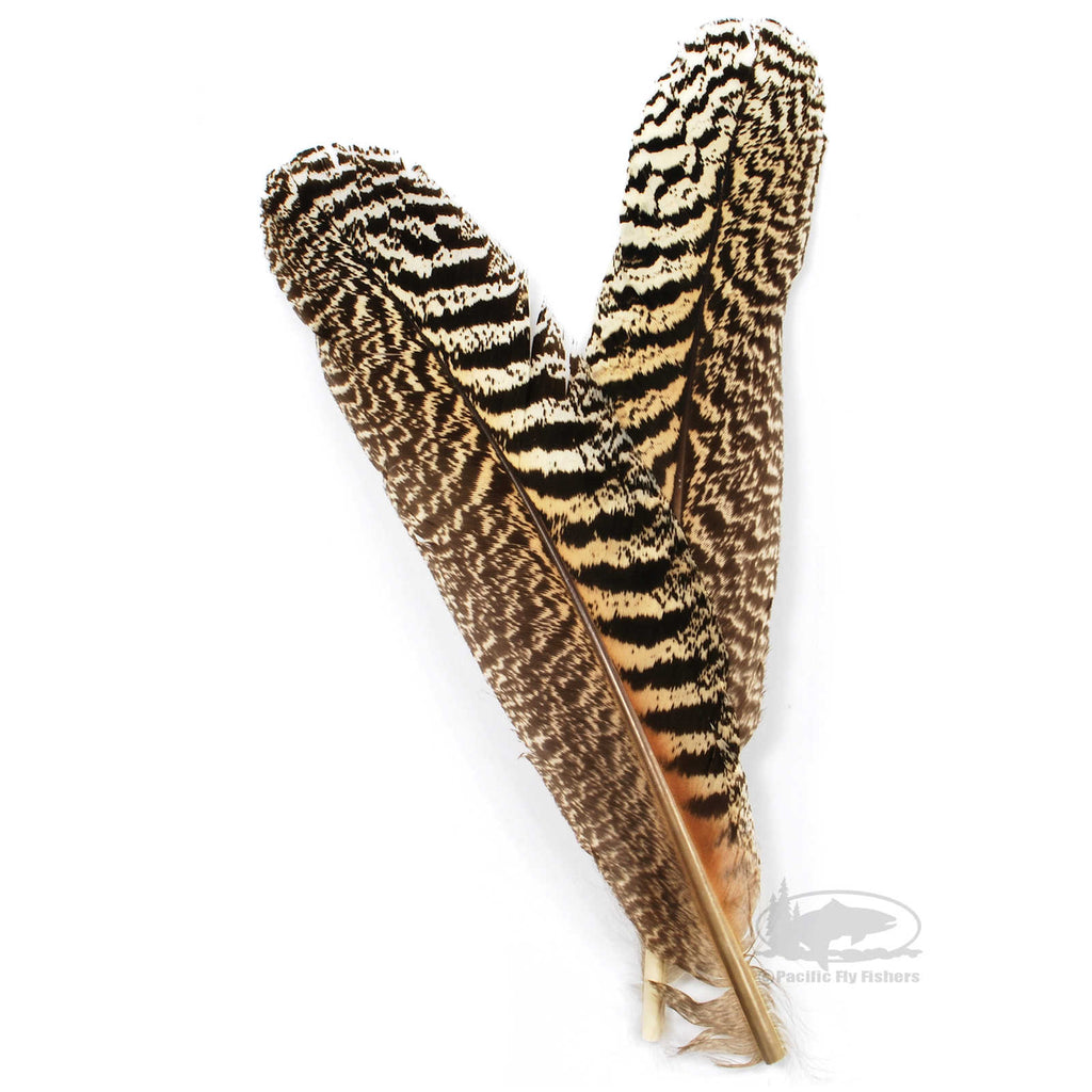 FFGene Pheasant Shoulder Feathers (Church Windows), Fly Tying Feathers -  Taimen