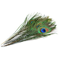 Peacock Eyed Tail Feathers