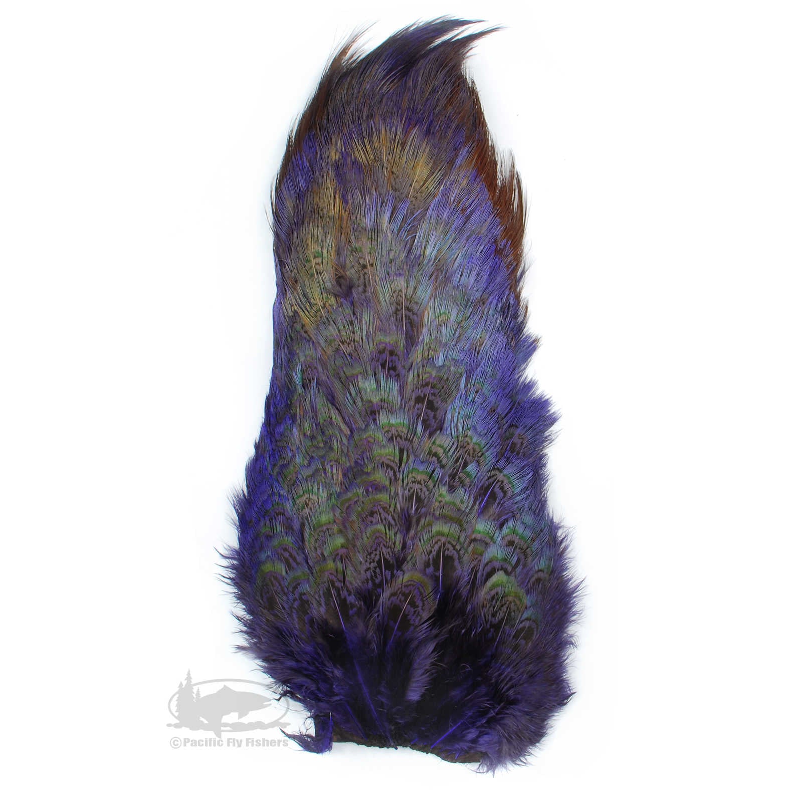 Ringneck Pheasant Rump