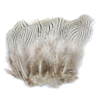 Silver Pheasant Feathers - Natural