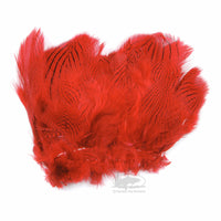 Silver Pheasant Feathers - Red