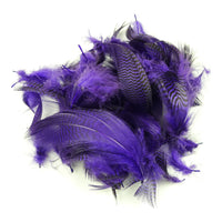 Teal Flank Feathers - Purple